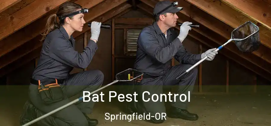 Bat Pest Control Springfield-OR