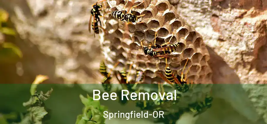 Bee Removal Springfield-OR