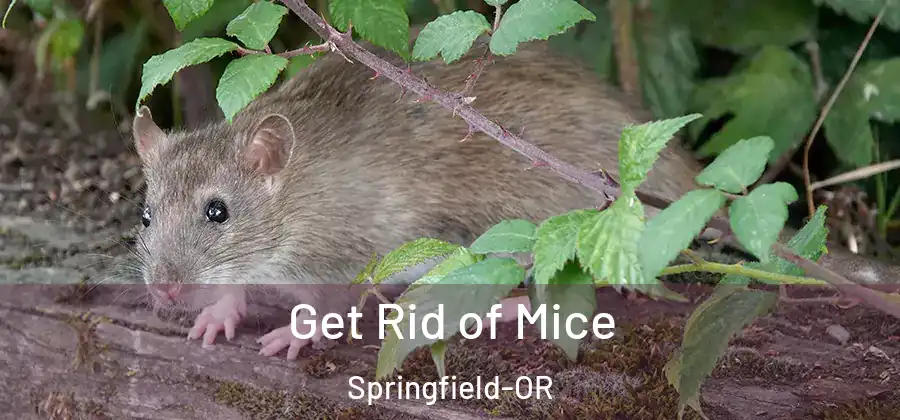 Get Rid of Mice Springfield-OR