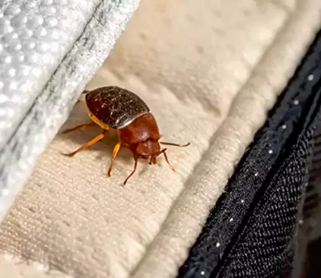 Trusted Bed Bug Prevention Specialists in Springfield, OR