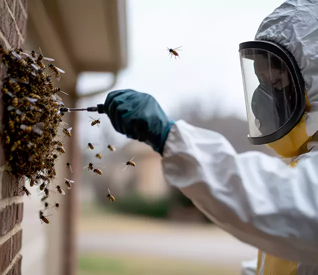 Your Bee Removal Company in Springfield, OR