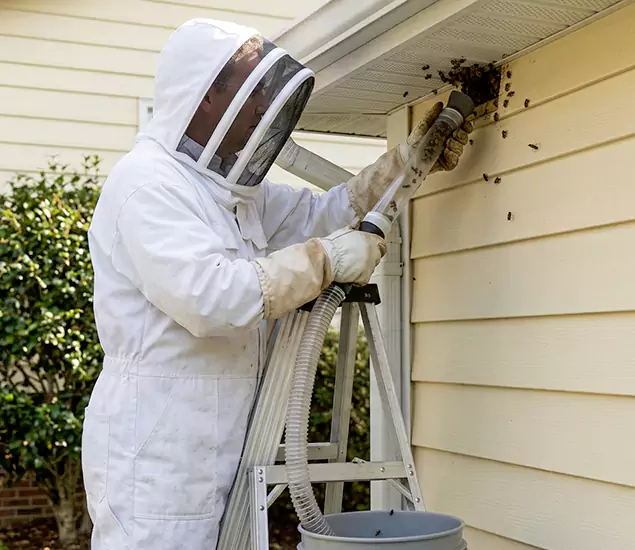 Your Affordable Bee Removal Company in Springfield, OR
