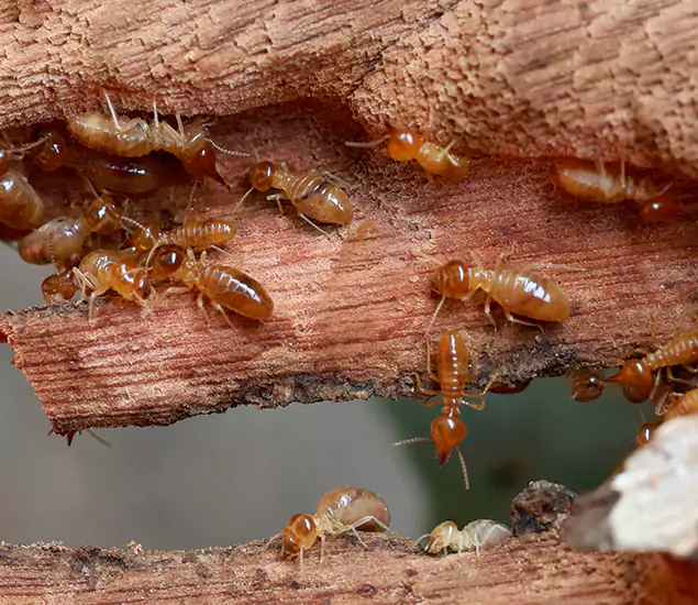 About Our Drywood Termite Treatment Experts in Springfield, OR