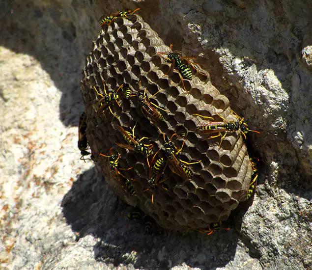 Your Local Hornet Removal Company in Springfield, OR