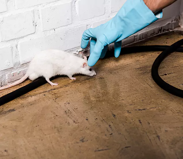 Trusted Mouse Exterminator: Your Rodent Control Company in Springfield, OR