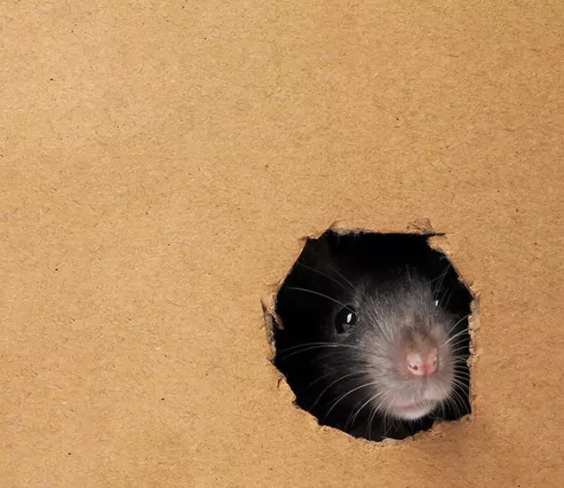 Rats in Attic Removal Experts in Springfield, OR