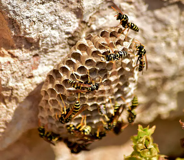 Your Best Wasp Removal Company in Springfield, OR