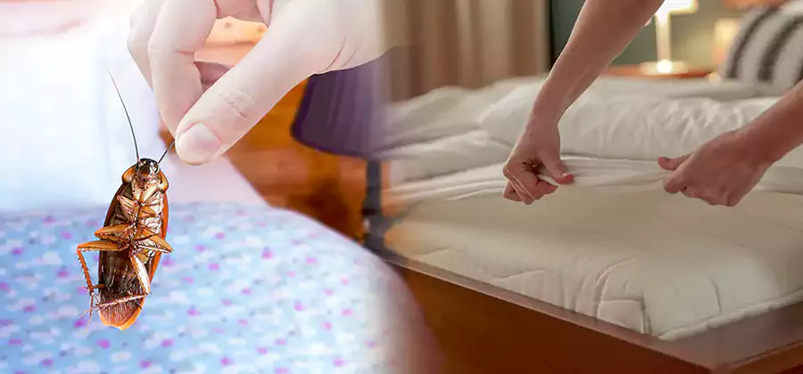 Bed Bug Home Extermination Service in Springfield