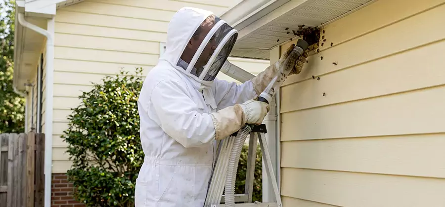 Ground Bee Removal in Springfield