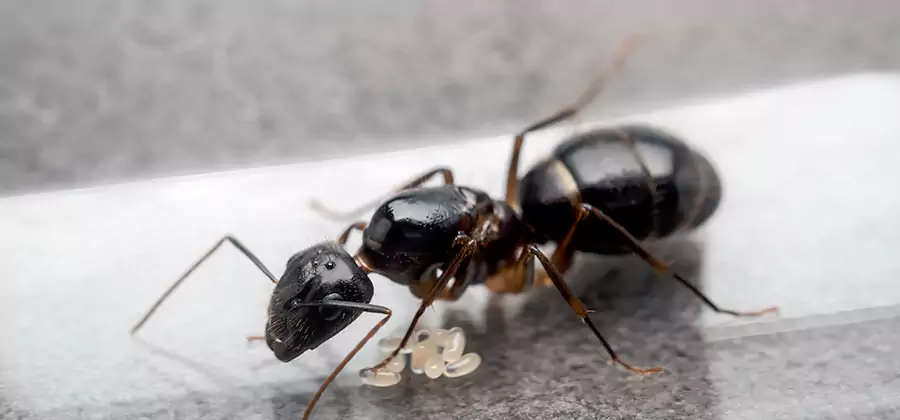 Black Ants in Kitchen Elimination in Springfield
