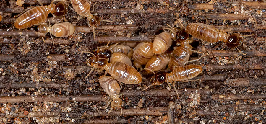 Bora Care Residential Termite Control in Springfield