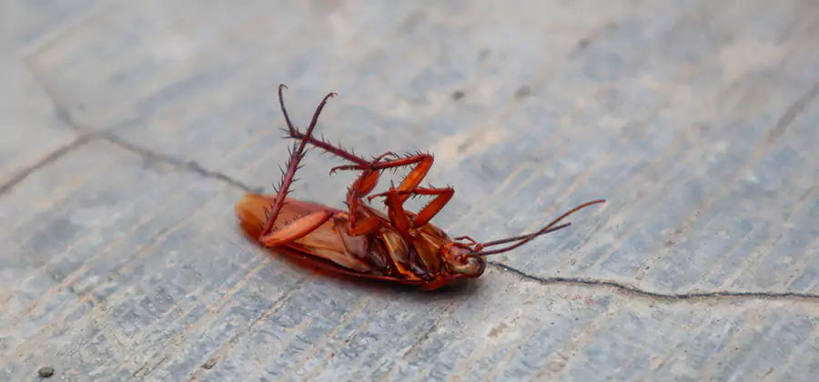 Cockroach Eradication for Commercial Properties in Springfield