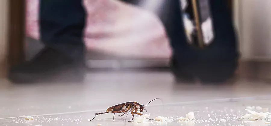 Roach House Treatment Springfield