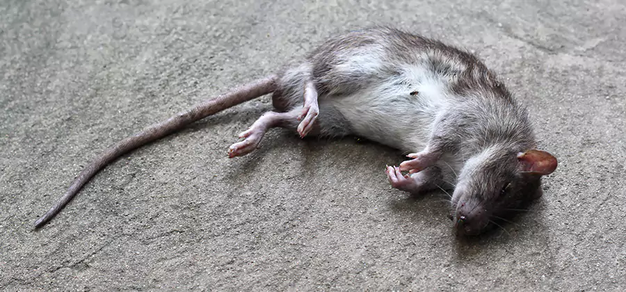 Dead Rat Disposal in Springfield