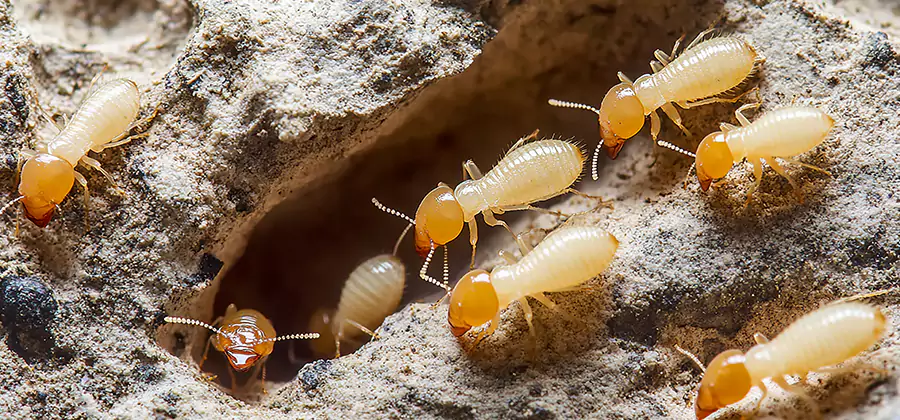 Termite Exterminator Services in Springfield