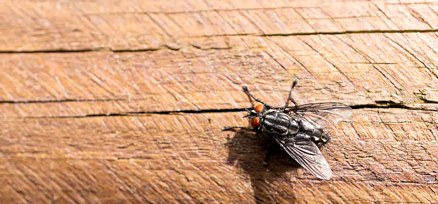 Flying Ant Barrier Treatment in Springfield