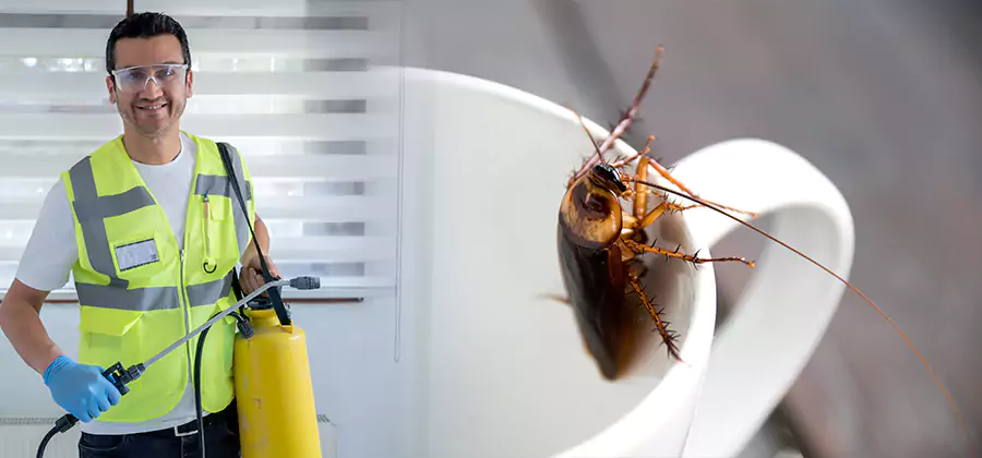 German Roach Infestation Treatment Springfield