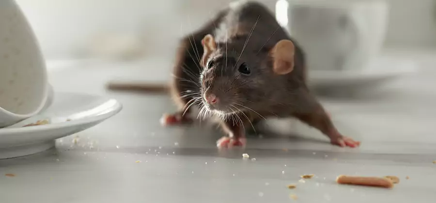 Rodent Feces Removal in Springfield