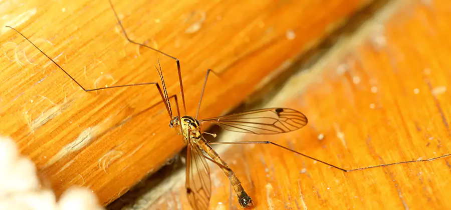 Exterior Mosquito Control in Springfield