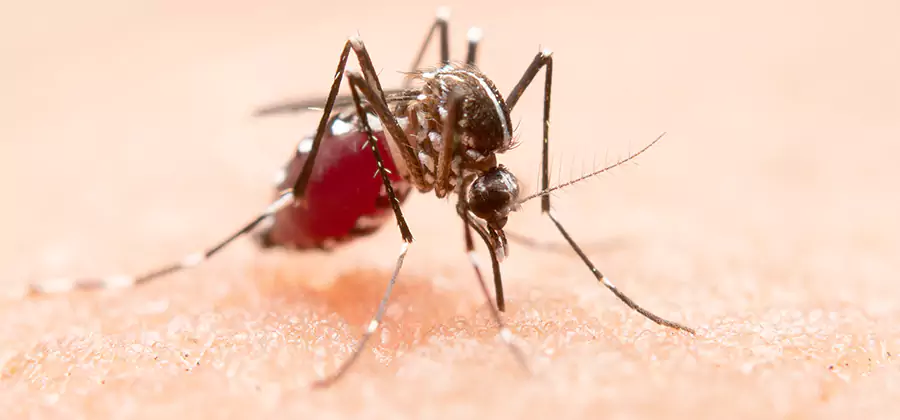 Indoor Mosquito Killer and Interior Control in Springfield