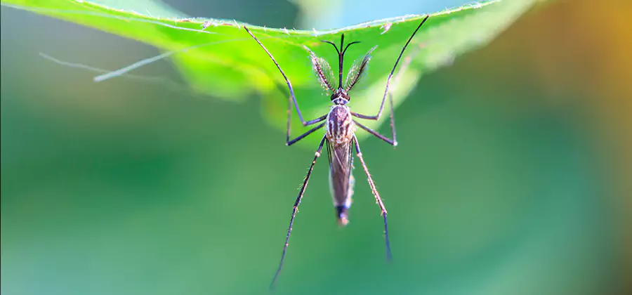 Home Defense Insect Killer in Springfield