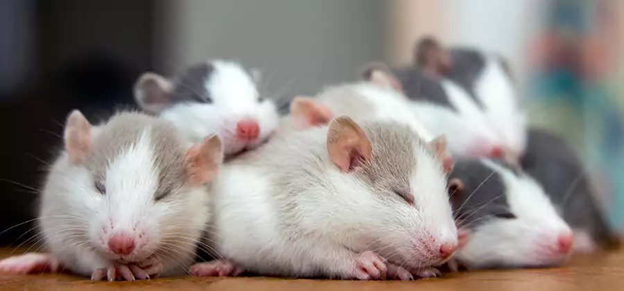 Springfield Pet Safe Mice Control