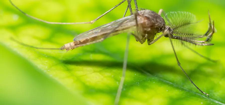 Herbal Mosquito Repellent Treatment in Springfield