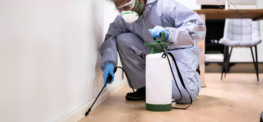 No Tent Termite Extermination With Electric Tool in Springfield