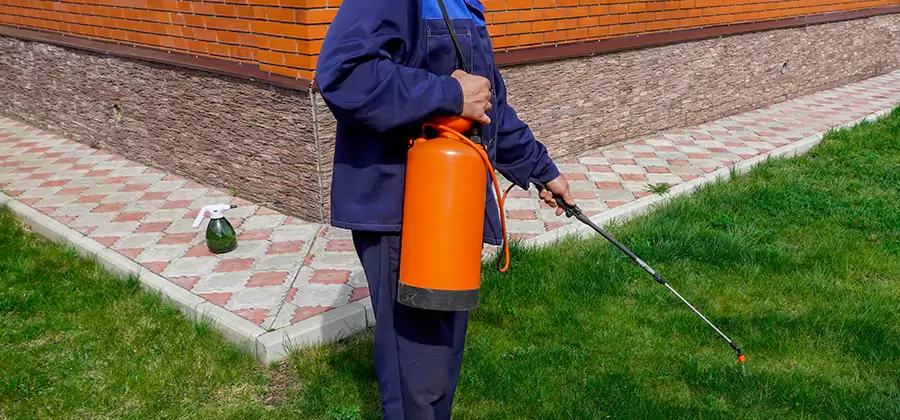 Non Toxic Termite Treatment in Springfield