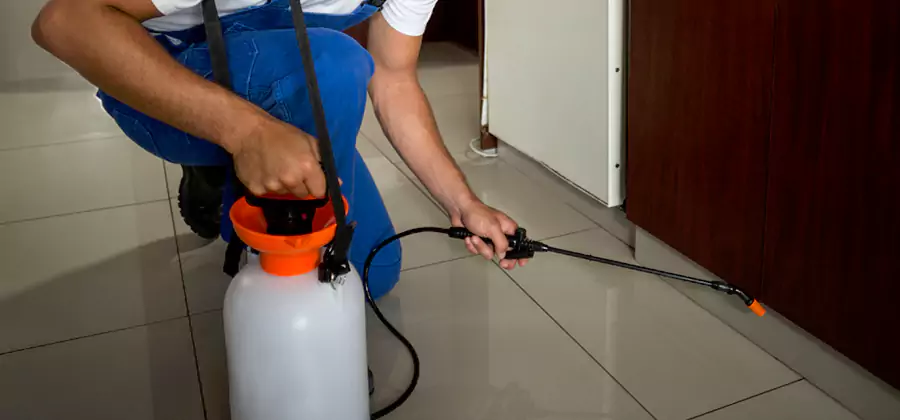 One Time Termite Control in Springfield