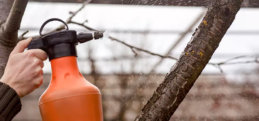 Orange Oil Structural Cavity Treatment in Springfield