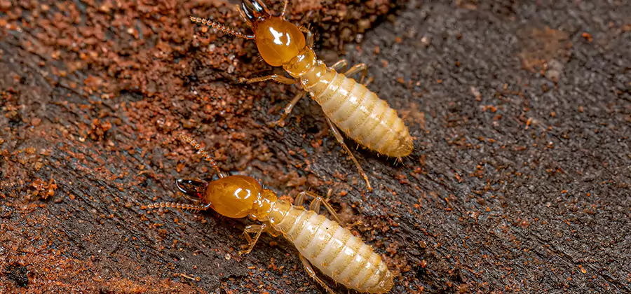 Natural Ant Hill Killer Treatment in Springfield