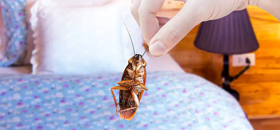 Bed Bug Inspection in Springfield