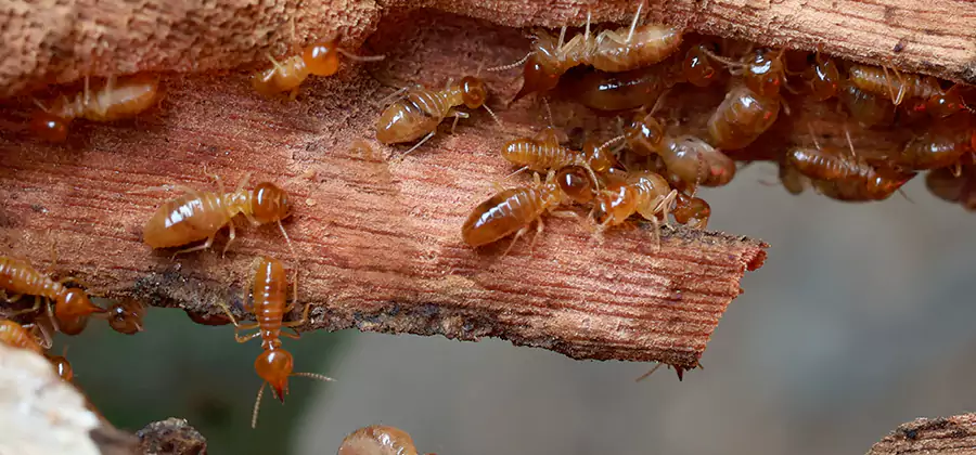 Termite Pest Management in Springfield