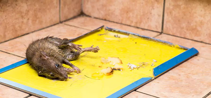 Rat Trapping Service In Springfield