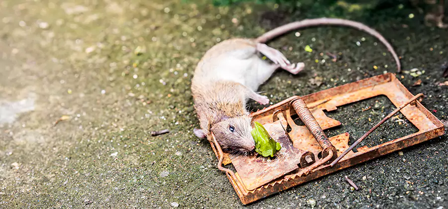 Rat Trapping in Springfield