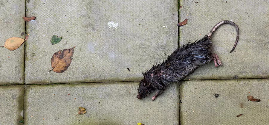 Rodent inspection service in Springfield