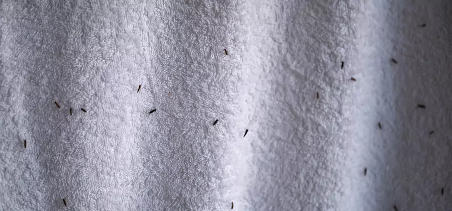 Small Black Ants in Bathroom Treatment in Springfield