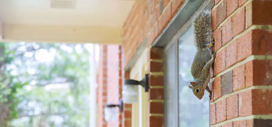 Squirrel Inside Walls Removal in Springfield