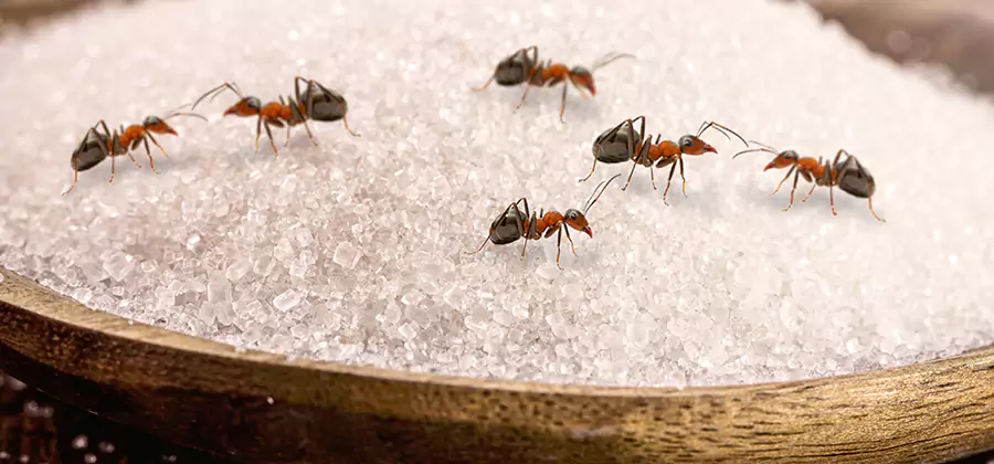 Indoor Sugar Ant Treatment in Springfield