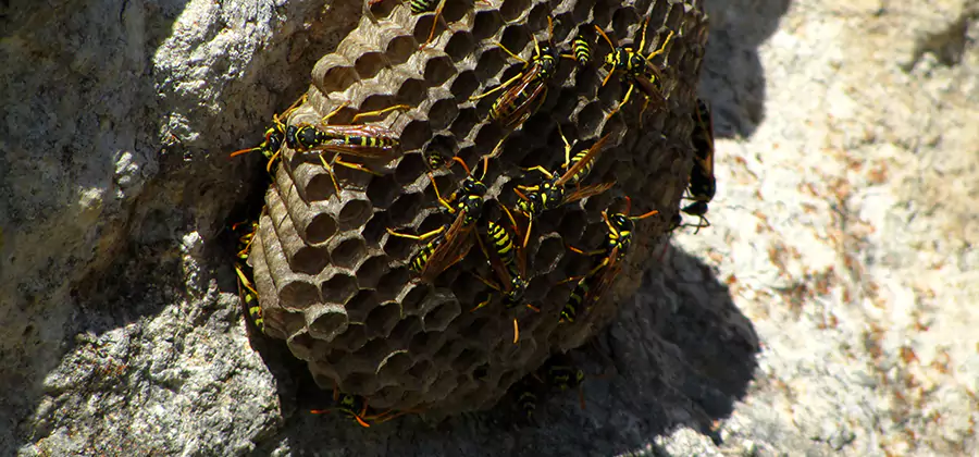 Wasp Nest in Tree Removal Springfield