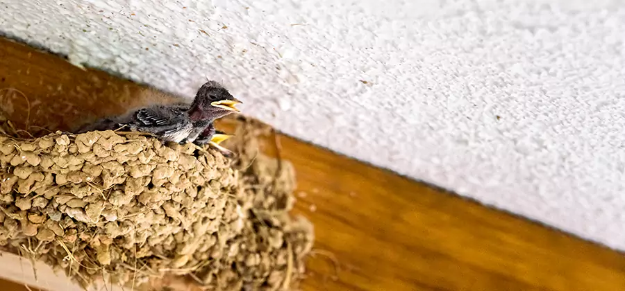 Bird Removal From House in Springfield
