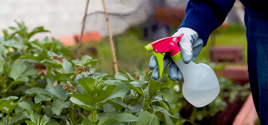 Yellow Jacket Pest Removal for Commercial Properties in Springfield