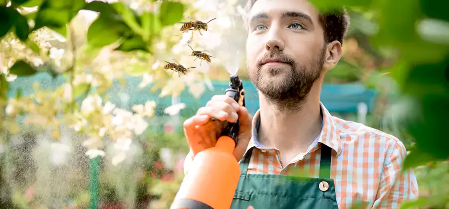 Yellow Jacket Wasp Removal in Springfield