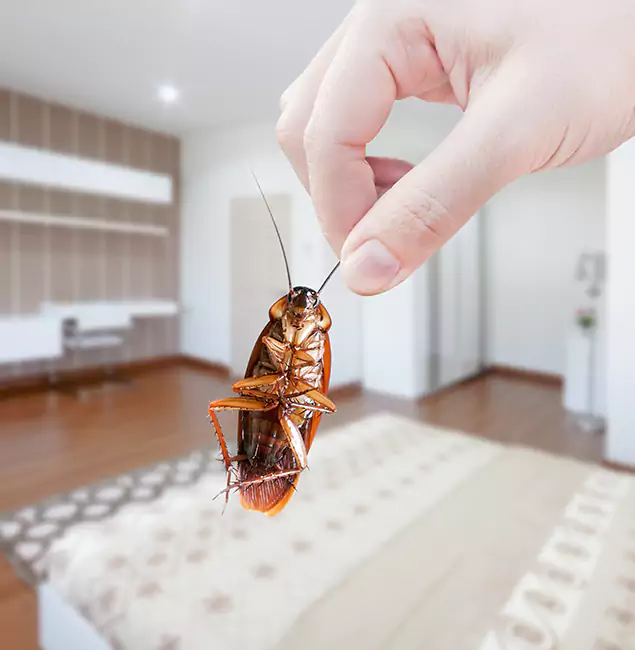 Why Springfield MA Pest Control Pros Stand Out For Bed Bug Inspection in Springfield, OR?