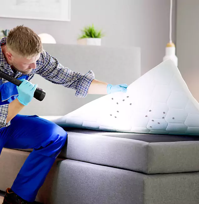 Why Choose Springfield MA Pest Control Pros in Springfield, OR?