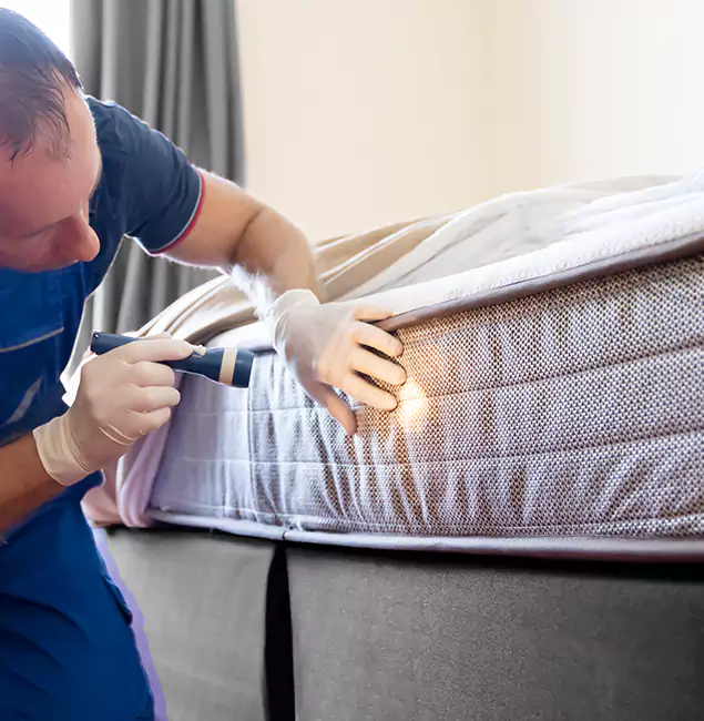 Why Choose Springfield MA Pest Control Pros for Bed Bug Services in Springfield, OR?