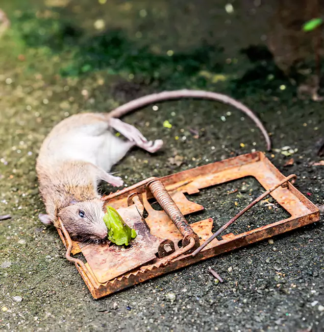 Why Springfield, OR Homeowners Trust Springfield MA Pest Control Pros for Rodent Removal?