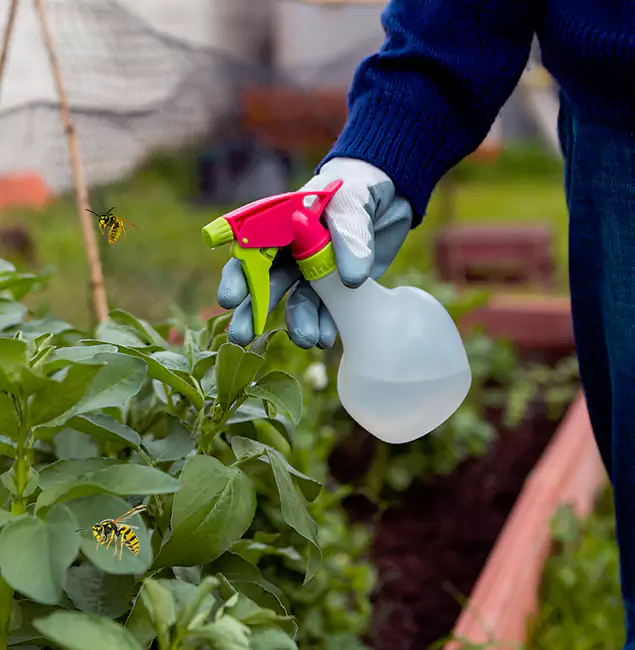 Why Springfield Homeowners Choose Springfield MA Pest Control Pros for Honey Bee Removal?