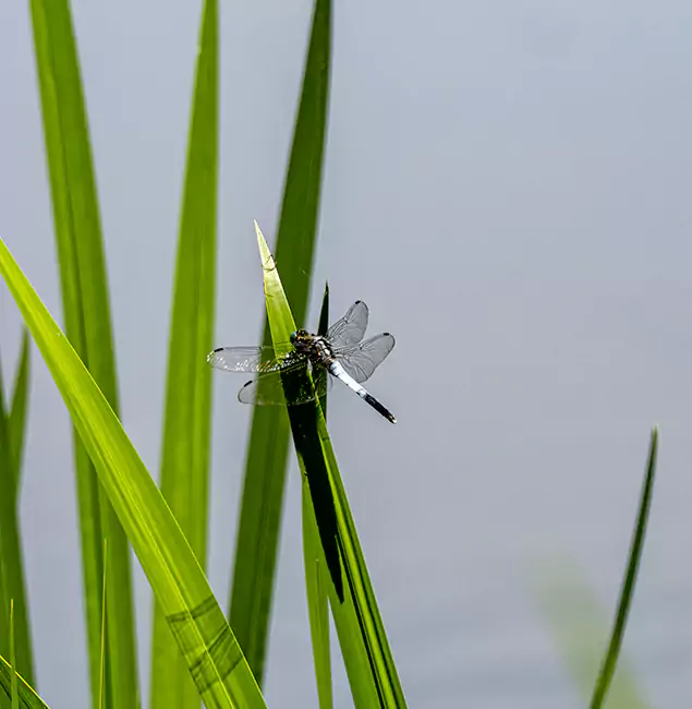 Why Springfield Families Trust Springfield MA Pest Control Pros for Mosquito Prevention?